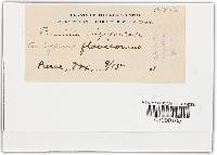 Puccinia canaliculata image