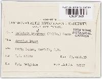 Puccinia calcitrapae image