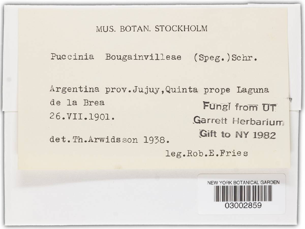 Puccinia bougainvilleae image