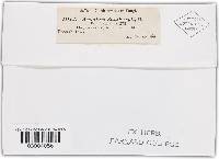 Puccinia calcitrapae image