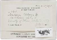 Puccinia calcitrapae image