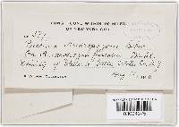 Puccinia calcitrapae image