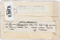 Puccinia porri image