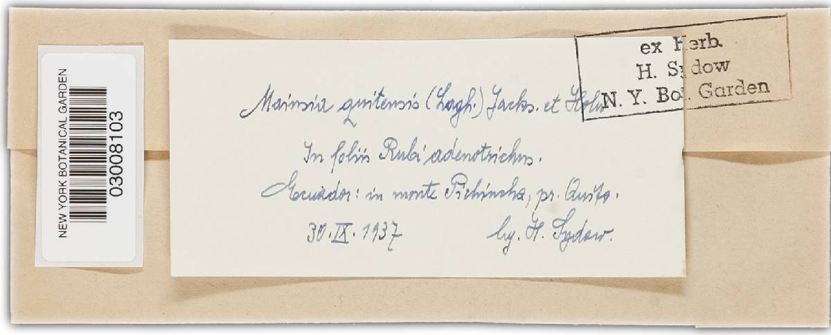 Gerwasia quitensis image