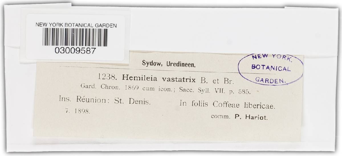 Hemileia vastatrix image