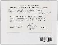 Uredo chiliotrichi image