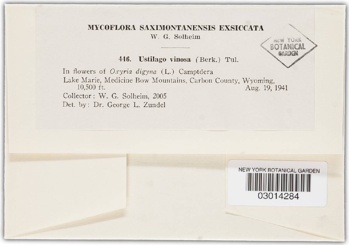 Microbotryum vinosum image