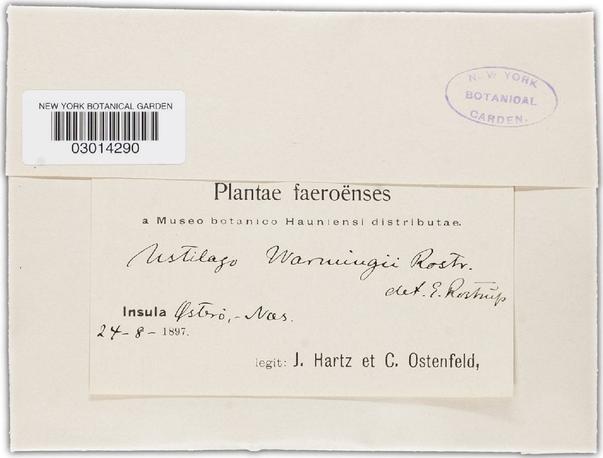 Microbotryum warmingii image