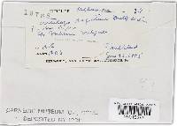 Ustilago segetum image