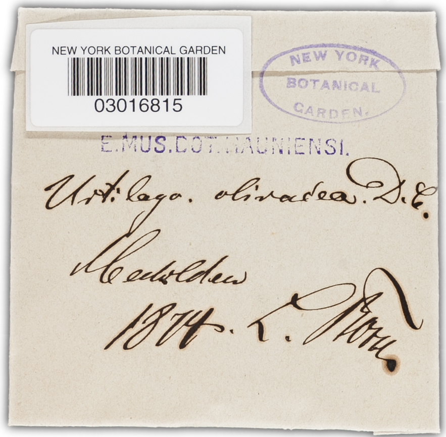 Farysia thuemenii image