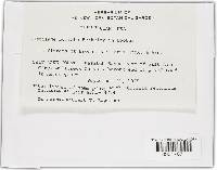 Ustilago bullata image