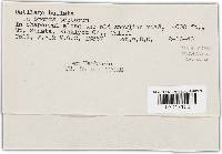 Ustilago bullata image