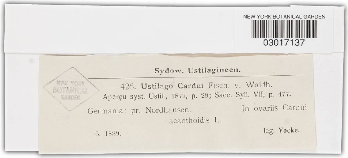 Microbotryum cardui image