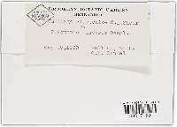 Thumbnail image of current specimen