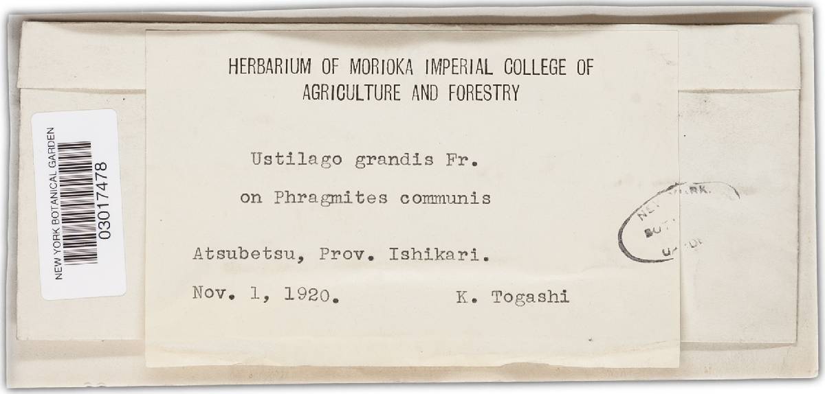 Ustilago grandis image