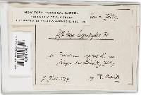 Tranzscheliella hypodytes image