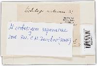 Microbotryum saponariae image