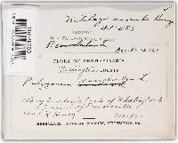 Microbotryum anomalum image