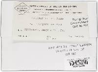 Microbotryum anomalum image