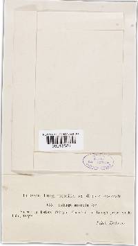 Microbotryum anomalum image