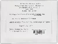 Ustilago bullata image