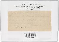 Ustilago bullata image