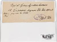 Sorosporium magnusii image