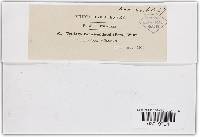 Sphacelotheca destruens image