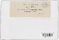 Sphacelotheca destruens image