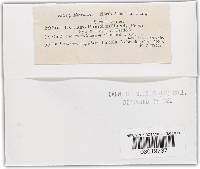 Sphacelotheca destruens image