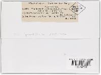 Sphacelotheca destruens image