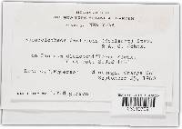 Sphacelotheca destruens image