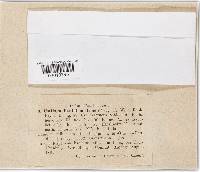 Sphacelotheca destruens image