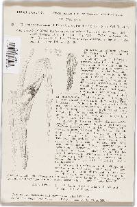 Sphacelotheca destruens image