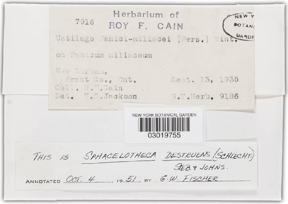 Sphacelotheca destruens image