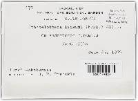 Sphacelotheca ischaemi image
