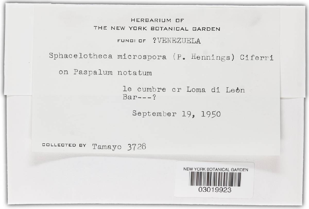 Sphacelotheca microspora image