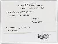 Urocystis anemones image