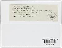 Thumbnail image of current specimen