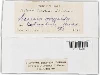 Tilletia corona image