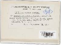 Tilletia corona image