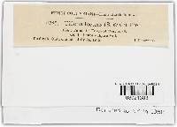 Tilletia laevis image