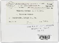 Tilletia laevis image