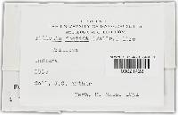 Tilletia laevis image