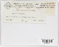 Tilletia holci image