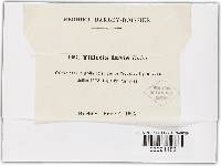 Tilletia laevis image