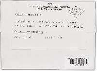 Tilletia laevis image