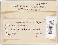 Urocystis ranunculi image