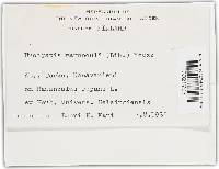 Urocystis ranunculi image