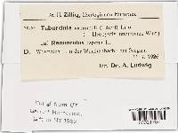 Urocystis ranunculi image